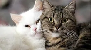 До чого сняться коти (багато)