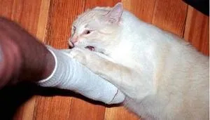 До чого сняться коти (багато)
