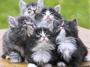До чого сняться коти (багато)