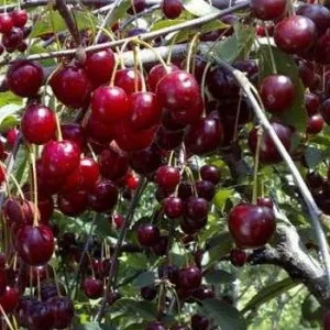 До чого сняться вишні - передбачити події, в своєму житті, допоможе сонник (сняться) До чого сняться вишні - передбачити події, в своєму житті, допоможе сонник