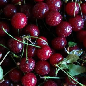 До чого сняться вишні - передбачити події, в своєму житті, допоможе сонник (до чого сниться вишня стигла на дереві) До чого сняться вишні - передбачити події, в своєму житті, допоможе сонник