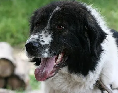 Каракачанскої собака, породи собак, тварини і породи (породи) Каракачанскої собака, породи собак, тварини та породи