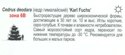 кедр гімалайський