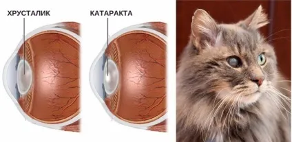 Катаракта у кішок симптоми, лікування і операція (кішок) Катаракта у кішок симптоми, лікування і операція