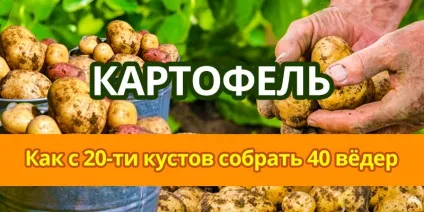 Картопля, корисні поради (картопля) Картопля, корисні поради