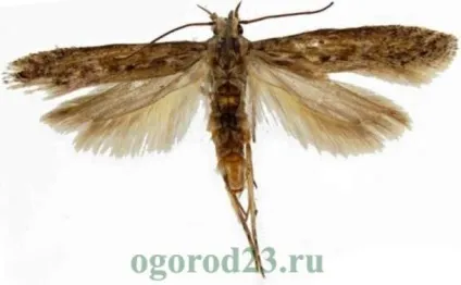 Картопляна міль - заходи боротьби (боротьби) Картопляна міль - заходи боротьби