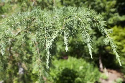 Кедр гімалайський (cedrus deodara) опис (гімалайський) Кедр гімалайський (cedrus deodara) опис