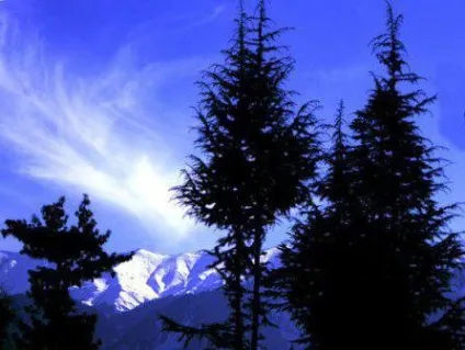 Кедр гімалайський (cedrus deodara) опис (deodara) Кедр гімалайський (cedrus deodara) опис