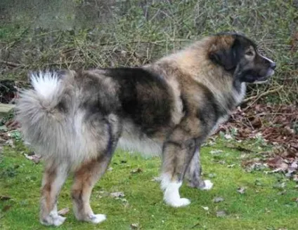 Каракачанскої собака, породи собак, тварини і породи (опис породи) Каракачанскої собака, породи собак, тварини та породи