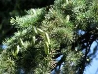 Кедр гімалайський - особливості дерева (Cedrus великі вічнозелені) Кедр гімалайський - особливості дерева