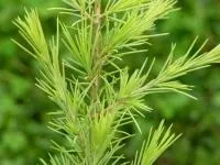 Кедр гімалайський - особливості дерева (Cedrus кедр атласький кедр) Кедр гімалайський - особливості дерева