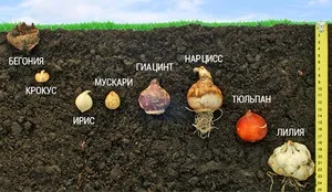 Коли садити тюльпани і нарциси, крокуси та гіацинти під зиму основні правила і вимоги до (крокуси) Коли садити тюльпани і нарциси, крокуси та гіацинти під зиму основні правила і вимоги до
