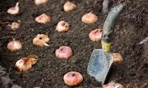 Коли садити тюльпани і нарциси, крокуси та гіацинти під зиму основні правила і вимоги до (нарциси) Коли садити тюльпани і нарциси, крокуси та гіацинти під зиму основні правила і вимоги до