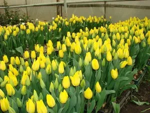 Коли садити тюльпани і нарциси, крокуси та гіацинти під зиму основні правила і вимоги до (нарциси) Коли садити тюльпани і нарциси, крокуси та гіацинти під зиму основні правила і вимоги до