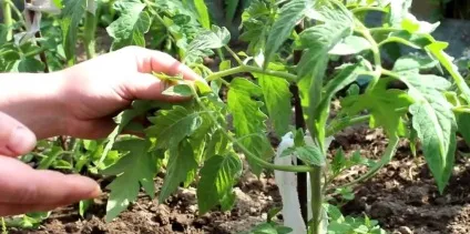 Коли обрізати листя у помідорів в теплиці і як правильно (листя) Коли обрізати листя у помідорів в теплиці і як правильно