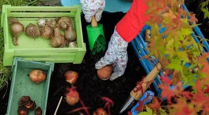 Коли садити тюльпани, нарциси, лілії, крокуси та інші цибулинні восени за місячним календарем на (город) Коли садити тюльпани, нарциси, лілії, крокуси та інші цибулинні восени за місячним календарем на