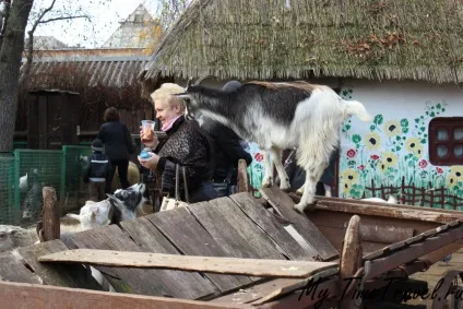 Київський зоопарк фото, ціни, як дістатися (Ставок Київському зоопарку) Київський зоопарк фото, ціни, як дістатися