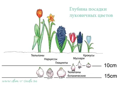 Коли садити тюльпани і нарциси восени, красивий будинок і сад (красивий) Коли садити тюльпани і нарциси восени, красивий будинок і сад