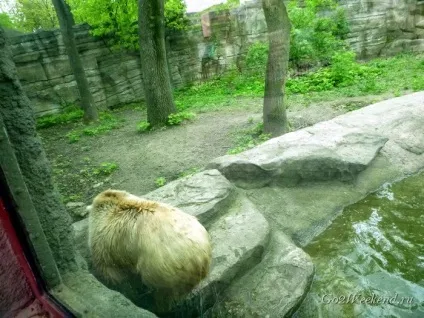 Київський зоопарк мій відгук про відвідування зоопарку (зоопарк в киеве) Київський зоопарк мій відгук про відвідування зоопарку