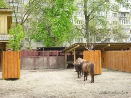 Київський зоопарк мій відгук про відвідування зоопарку (тварини в киеве) Київський зоопарк мій відгук про відвідування зоопарку