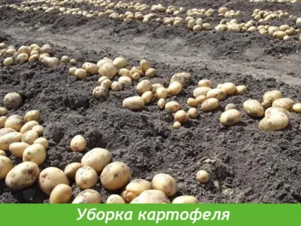 Коли копати картоплю