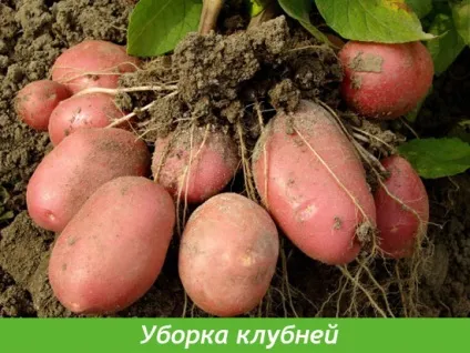Коли копати картоплю