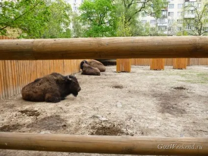 Київський зоопарк мій відгук про відвідування зоопарку (звірі) Київський зоопарк мій відгук про відвідування зоопарку