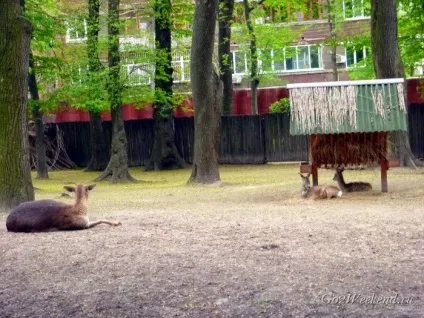 Київський зоопарк мій відгук про відвідування зоопарку (природа) Київський зоопарк мій відгук про відвідування зоопарку