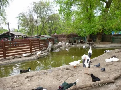 Київський зоопарк мій відгук про відвідування зоопарку (київський) Київський зоопарк мій відгук про відвідування зоопарку