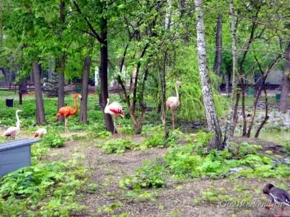 Київський зоопарк мій відгук про відвідування зоопарку (природа) Київський зоопарк мій відгук про відвідування зоопарку
