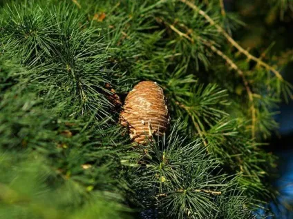 Кедр гімалайський (cedrus deodara) опис (cedrus) Кедр гімалайський (cedrus deodara) опис