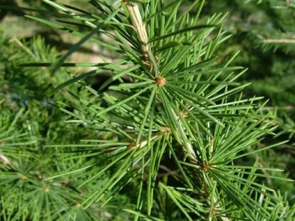 Кедр гімалайський (cedrus deodara) опис (Гімалаї карті світу) Кедр гімалайський (cedrus deodara) опис