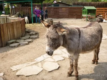 Київський зоопарк мій відгук про відвідування зоопарку (київський зоопарк) Київський зоопарк мій відгук про відвідування зоопарку