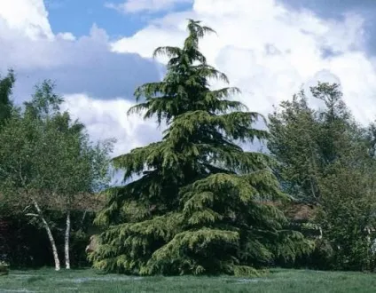 Кедр гімалайський (cedrus deodara) опис (cedrus) Кедр гімалайський (cedrus deodara) опис