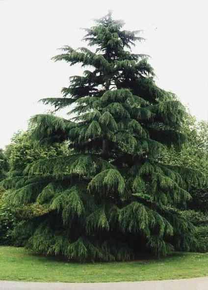 Кедр гімалайський (cedrus deodara) опис (кедр) Кедр гімалайський (cedrus deodara) опис