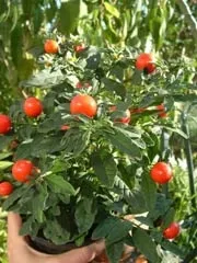 Кімнатний паслін - паслін перцевідние і солянум псевдокапсікум догляд за чагарниками (перцевідние) Кімнатний паслін - паслін перцевідние і солянум псевдокапсікум догляд за чагарниками