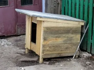 Буда для собаки