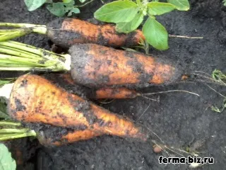 Корми для гусей, домашня ферма