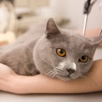 Котячий грип симптоми і лікування (статті) Котячий грип симптоми і лікування