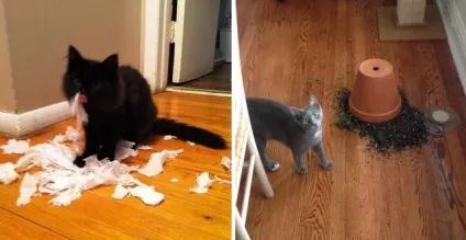 Коти-бешкетники, які творять те, що хочуть