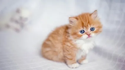 котячі прикмети