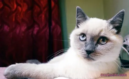 Кішки шотландські окраса блю-пойнт, муркотікі (блю-пойнт) Кішки шотландські окраса блю-пойнт, муркотікі