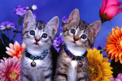 котячі прикмети