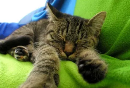 Котячий грип симптоми, лікування і профілактика - муркоте про кішок і котів (лікування) Котячий грип симптоми, лікування і профілактика - муркоте про кішок і котів