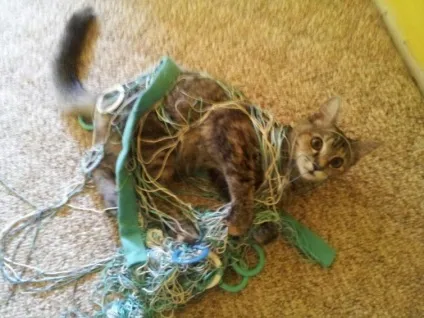 Коти-бешкетники, які творять те, що хочуть