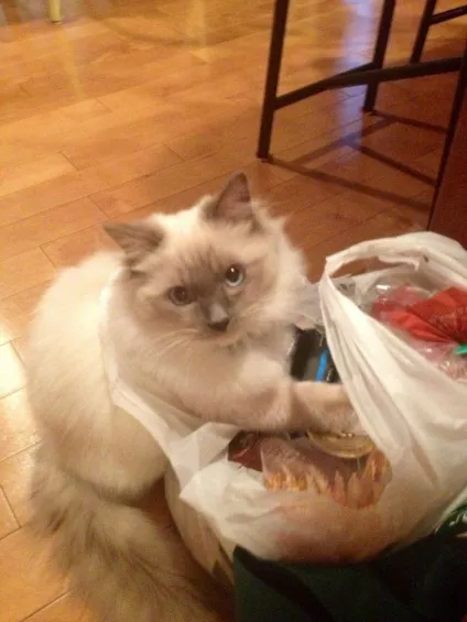 Коти-бешкетники, які творять те, що хочуть