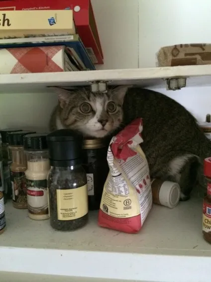 Коти-бешкетники, які творять те, що хочуть