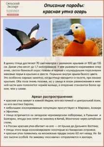 Червона качка (огарь) - цінність породи, особливості розведення (червона) Червона качка (огарь) - цінність породи, особливості розведення