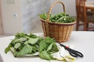 Кропива для волосся користь, застосування, рецепти (застосування) Кропива для волосся користь, застосування, рецепти