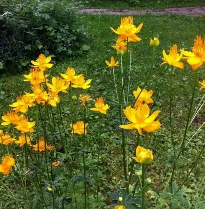 Красиві квітучі рослини для саду 22 сорти, фото, поради які квіти цвітуть в травні, червні, липні, (саду) Красиві квітучі рослини для саду 22 сорти, фото, поради які квіти цвітуть в травні, червні, липні,